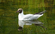 Black-headed Gull (Chroicocephalus ridibundus)